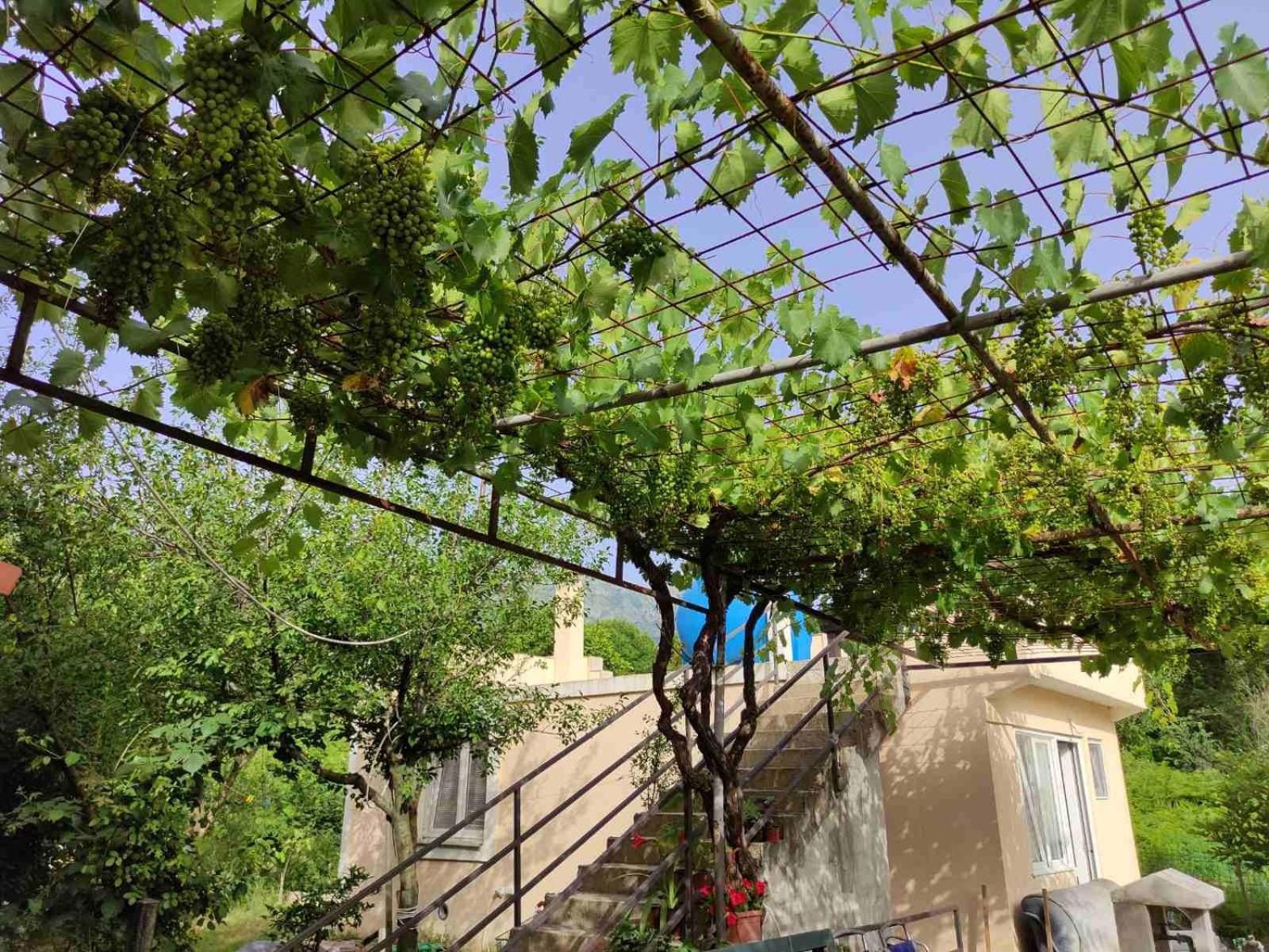 Green Valley Kotor Ngoại thất bức ảnh
